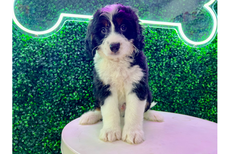 Meet Samson - our Mini Bernedoodle Puppy Photo 1/4 - Puppy Love PR Cute Bernadoodle Poodle Mix Puppy