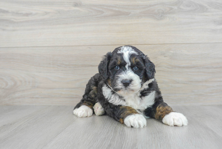 Meet Samson - our Mini Bernedoodle Puppy Photo 1/3 - Puppy Love PR Little Bernadoodle Poodle Mix Puppy