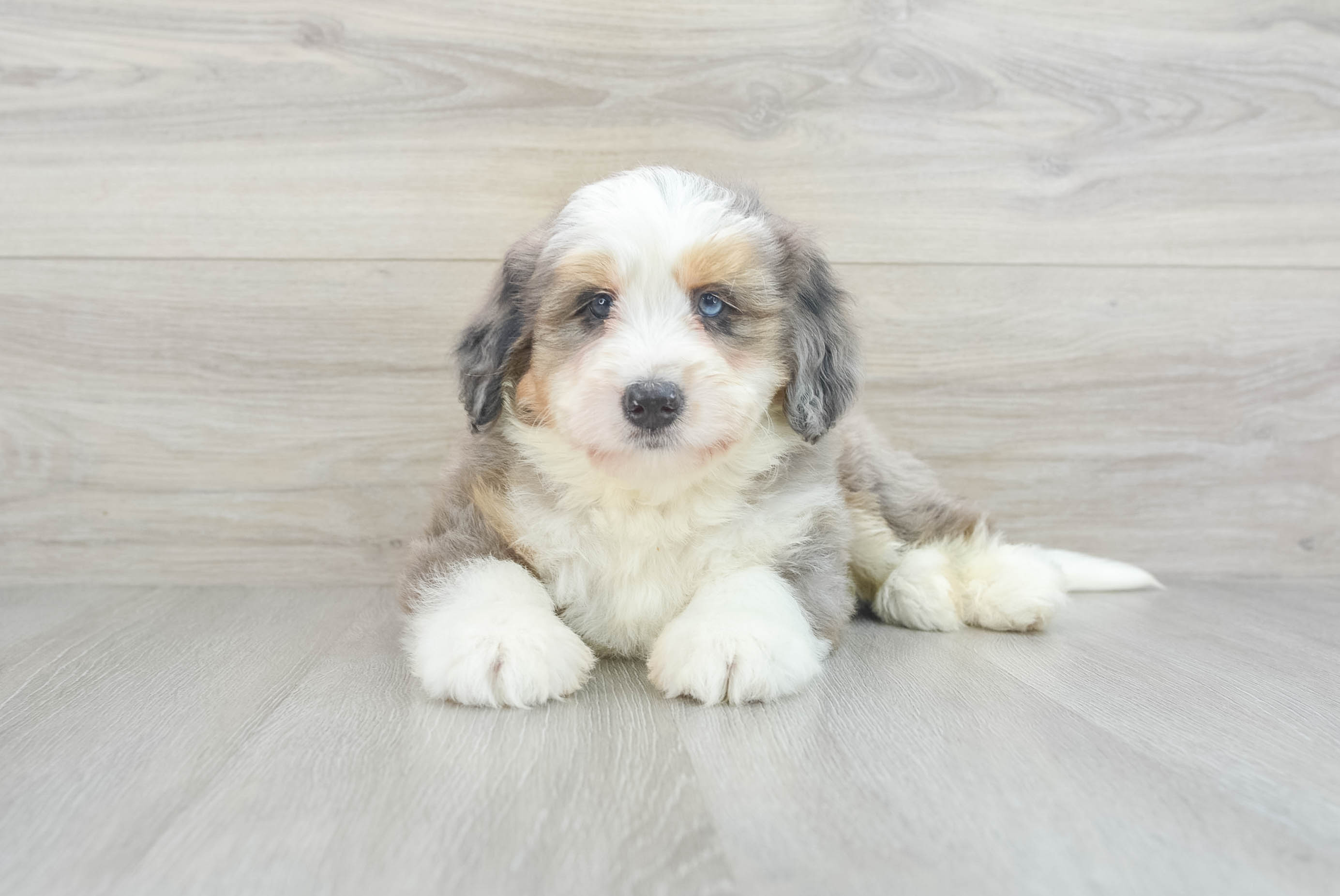 Mini Bernedoodle Pup Being Cute