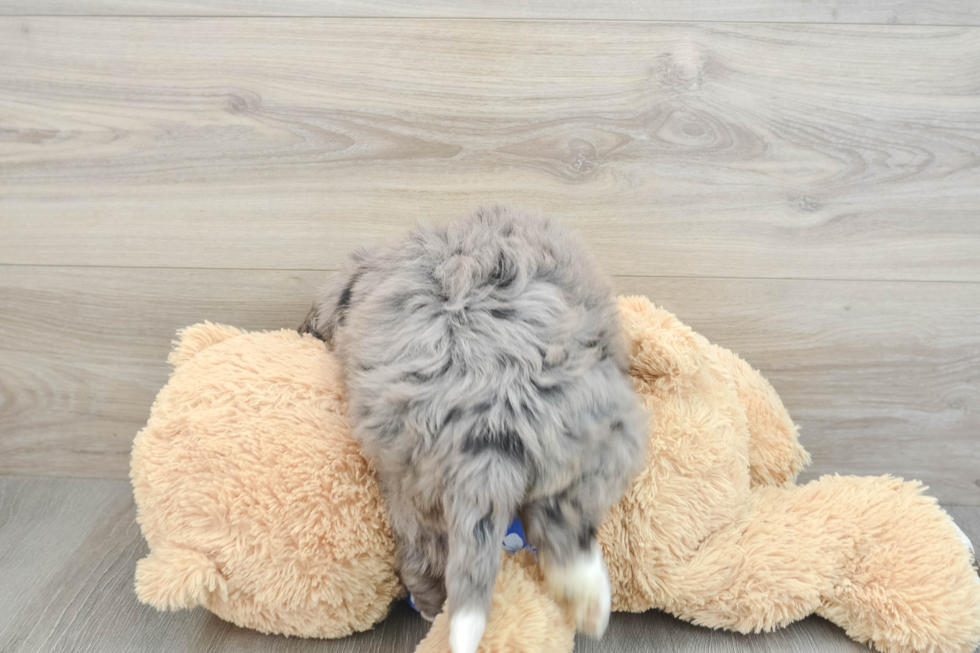 Mini Bernedoodle Pup Being Cute