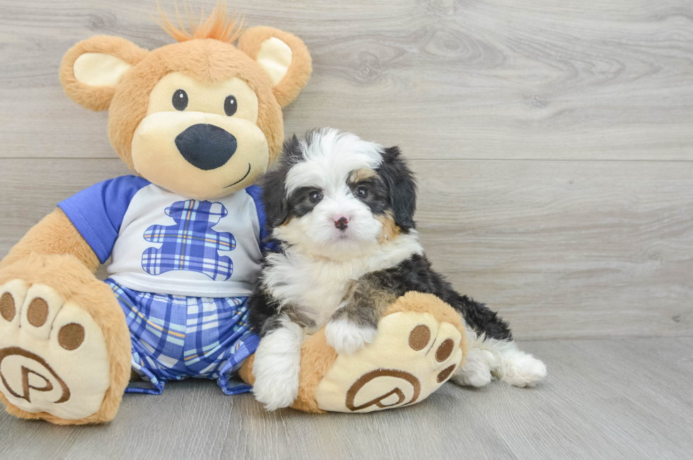 7 week old Mini Bernedoodle Puppy For Sale - Puppy Love PR