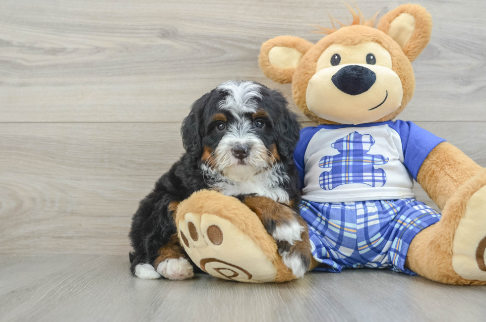 6 week old Mini Bernedoodle Puppy For Sale - Puppy Love PR