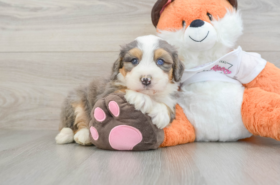 7 week old Mini Bernedoodle Puppy For Sale - Puppy Love PR