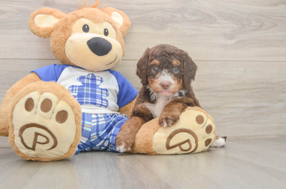 5 week old Mini Bernedoodle Puppy For Sale - Puppy Love PR