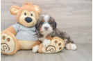 Best Mini Bernedoodle Baby
