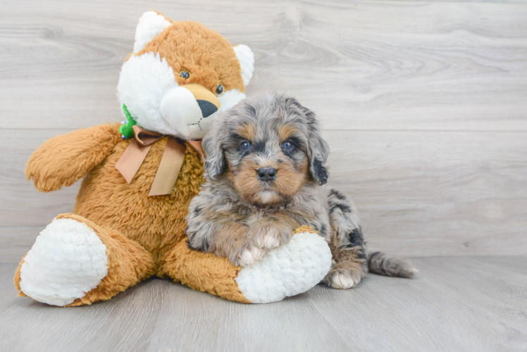 Cute Bernadoodle Poodle Mix Puppy