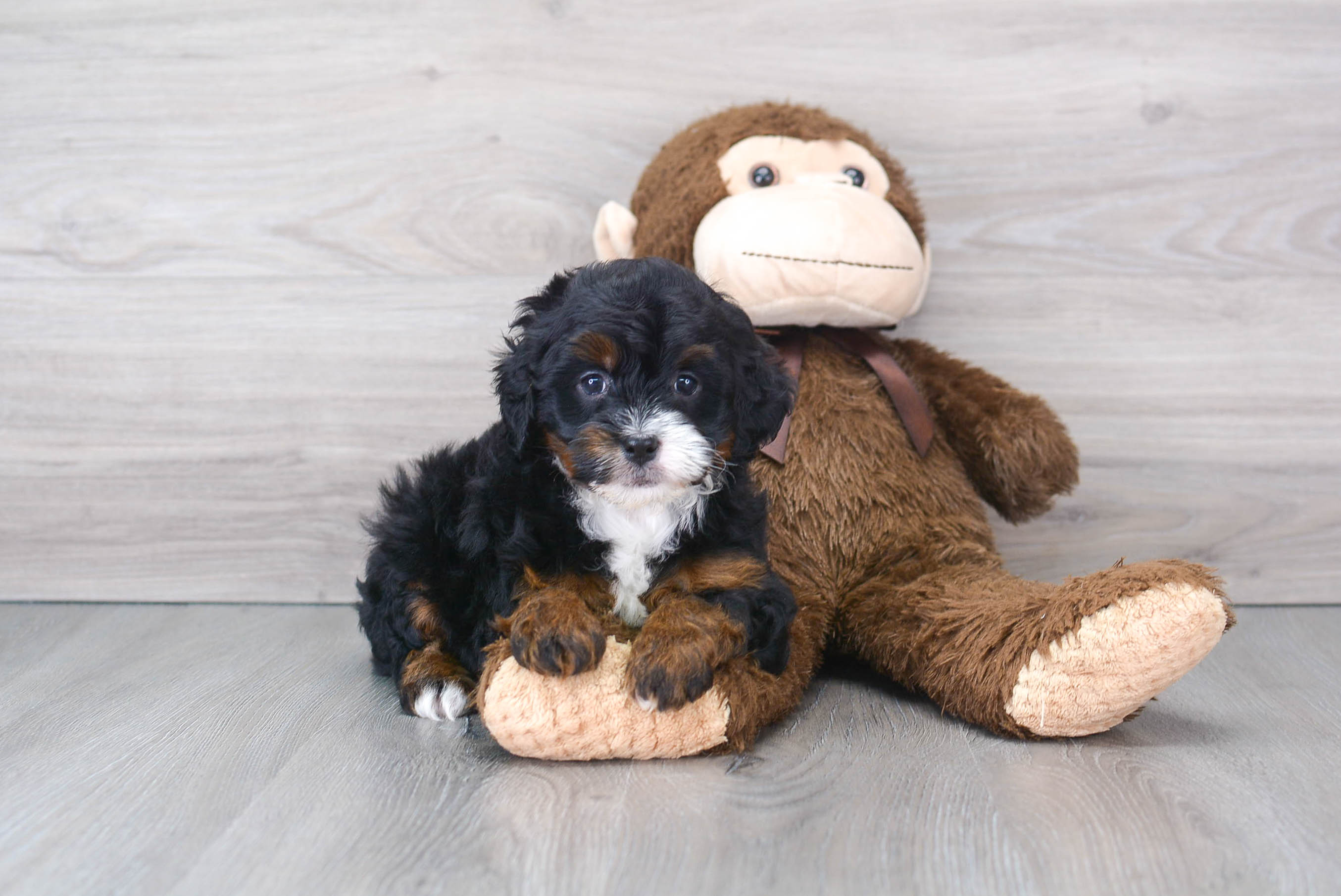 Mini Bernedoodle Puppy for Adoption