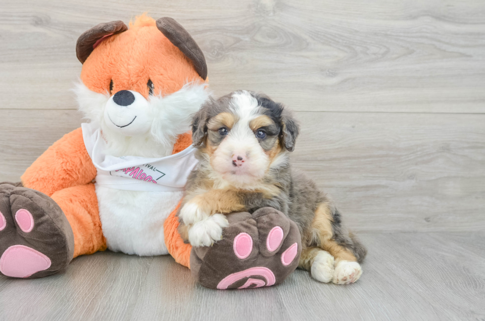 7 week old Mini Bernedoodle Puppy For Sale - Puppy Love PR