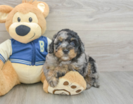 7 week old Mini Bernedoodle Puppy For Sale - Puppy Love PR
