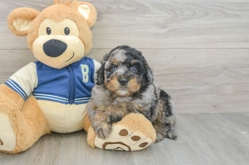 5 week old Mini Bernedoodle Puppy For Sale - Puppy Love PR