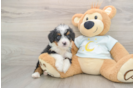 Adorable Mini Bernesedoodle Poodle Mix Puppy