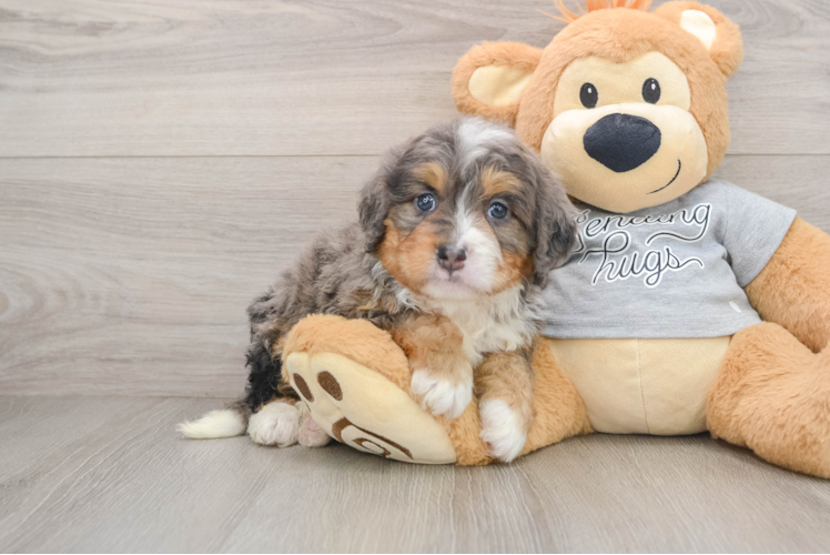 Mini Bernedoodle Pup Being Cute