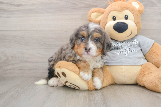 Mini Bernedoodle Pup Being Cute
