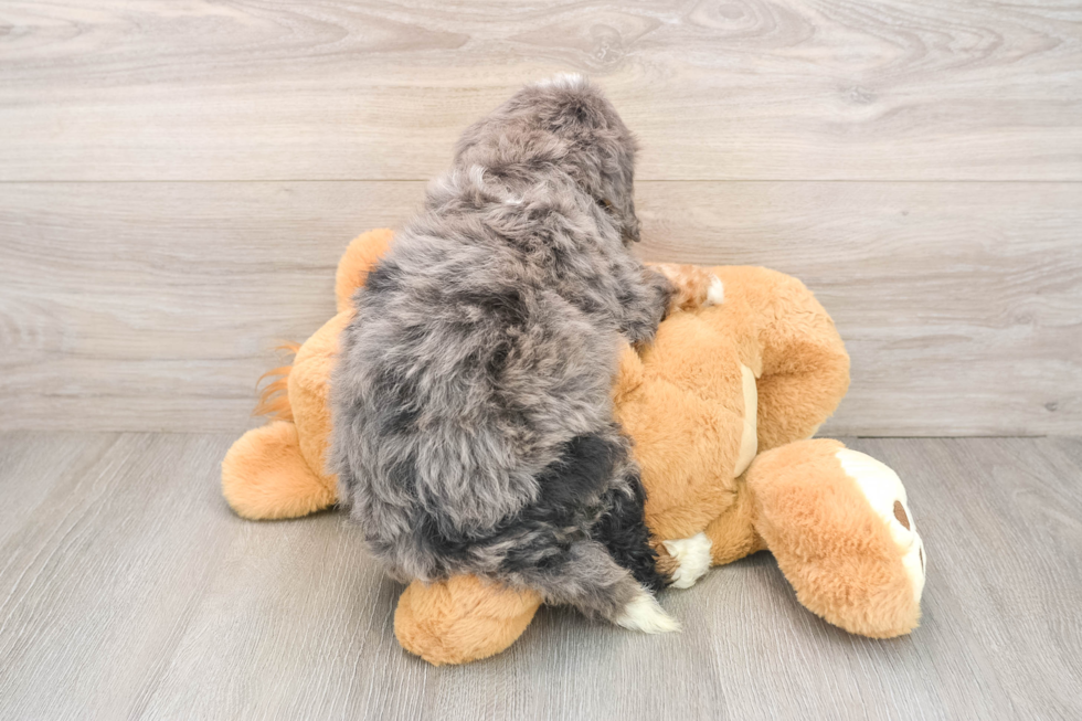 Mini Bernedoodle Pup Being Cute