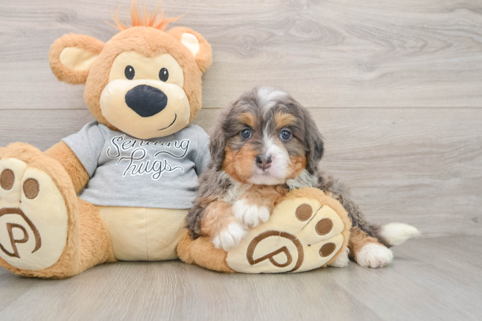 Best Mini Bernedoodle Baby