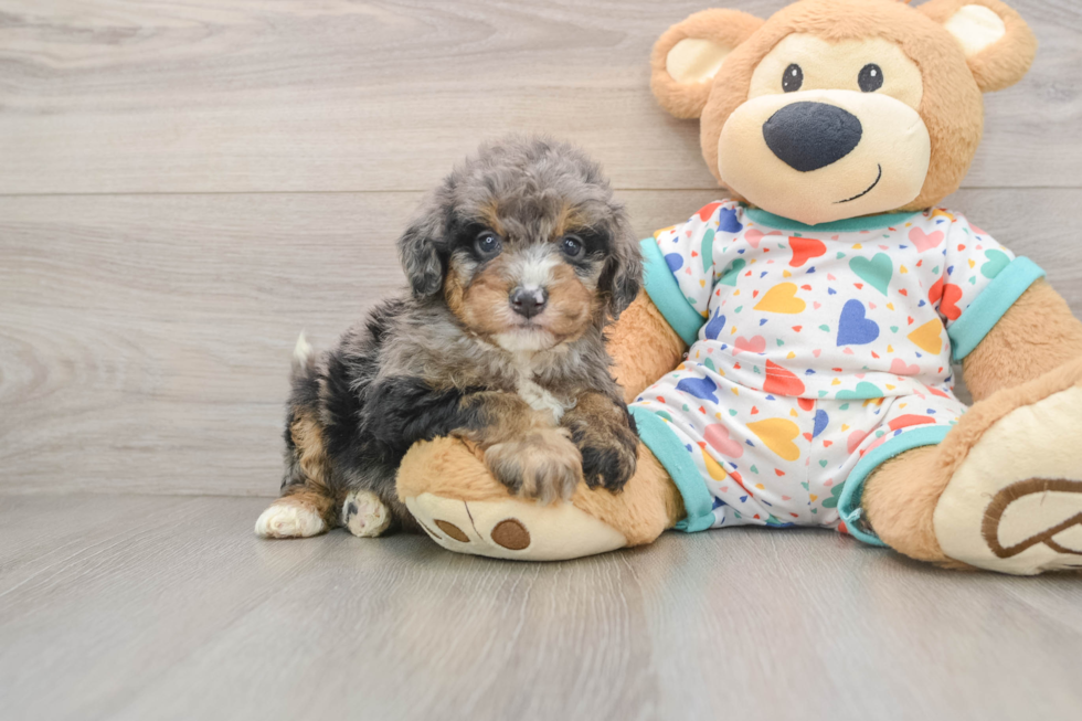 Mini Bernedoodle Pup Being Cute