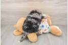 Playful Mini Berniedoodle Poodle Mix Puppy