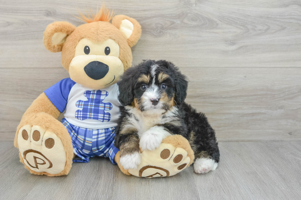 7 week old Mini Bernedoodle Puppy For Sale - Puppy Love PR