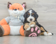 7 week old Mini Bernedoodle Puppy For Sale - Puppy Love PR
