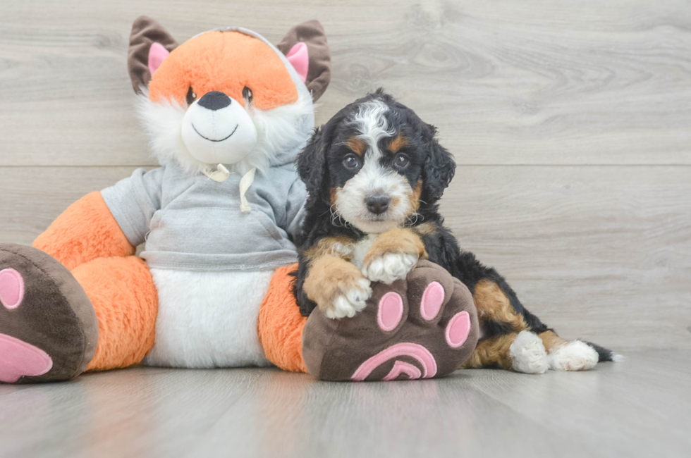 7 week old Mini Bernedoodle Puppy For Sale - Puppy Love PR
