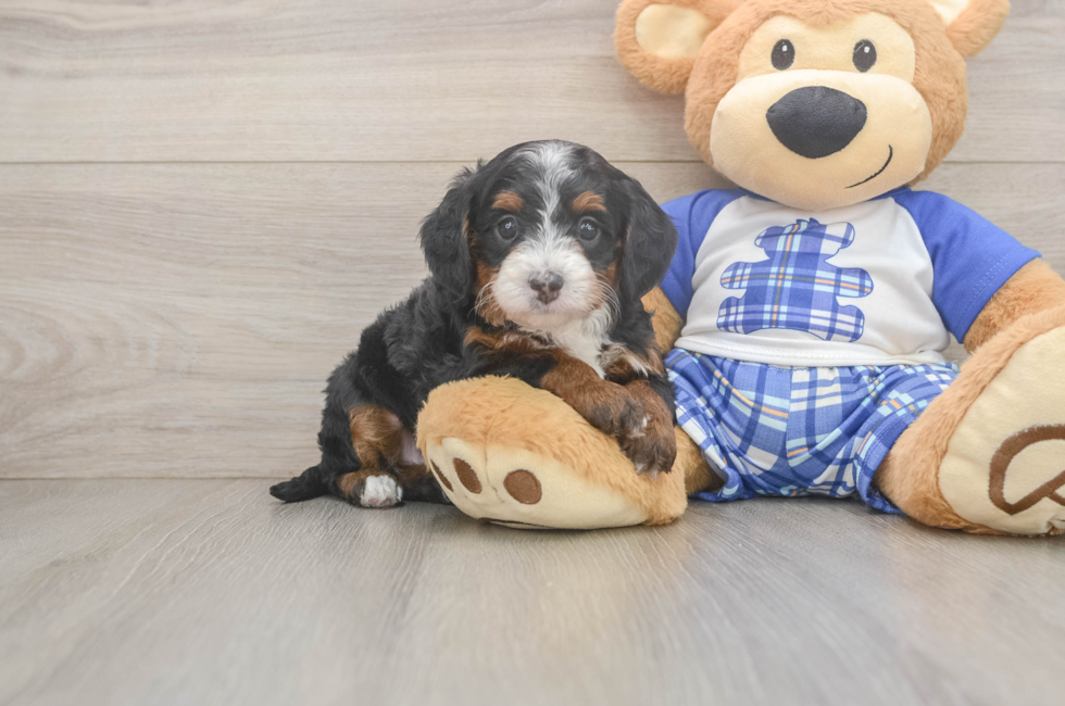 5 week old Mini Bernedoodle Puppy For Sale - Puppy Love PR