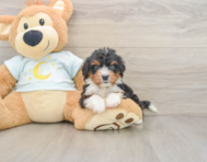 8 week old Mini Bernedoodle Puppy For Sale - Puppy Love PR