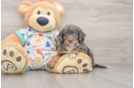 Best Mini Bernedoodle Baby