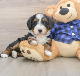 6 week old Mini Bernedoodle Puppy For Sale - Puppy Love PR