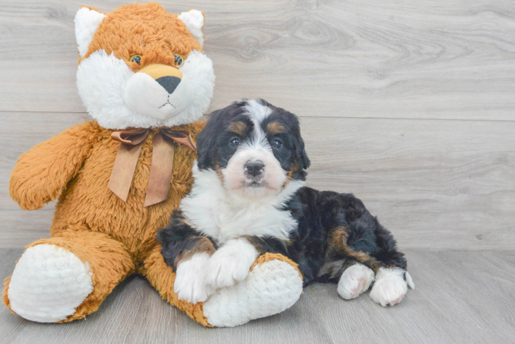 Mini Bernedoodle Pup Being Cute