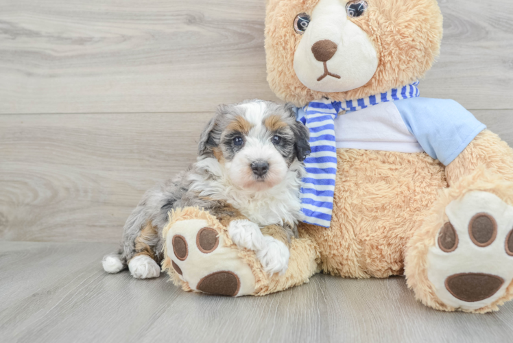 Mini Bernedoodle Pup Being Cute