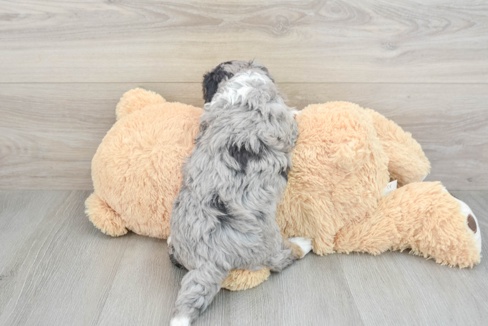 Best Mini Bernedoodle Baby