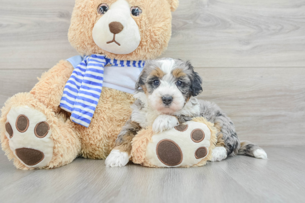 Mini Bernedoodle Puppy for Adoption