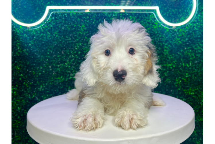 Cute Mini Bernedoodle Baby