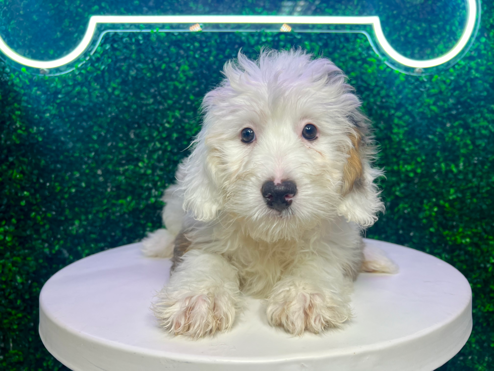 Cute Mini Bernedoodle Baby