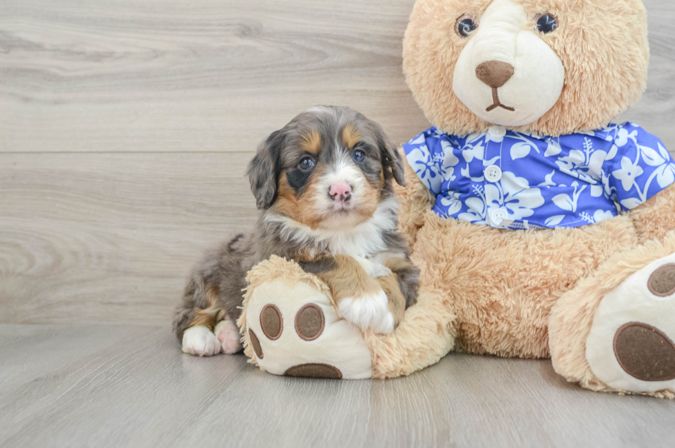 7 week old Mini Bernedoodle Puppy For Sale - Puppy Love PR