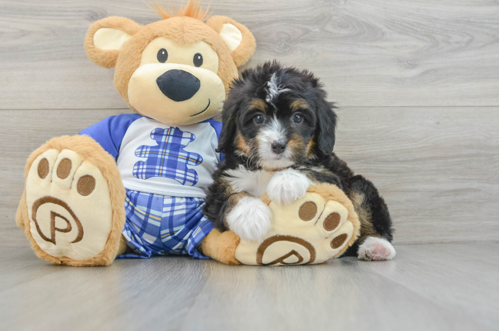 7 week old Mini Bernedoodle Puppy For Sale - Puppy Love PR