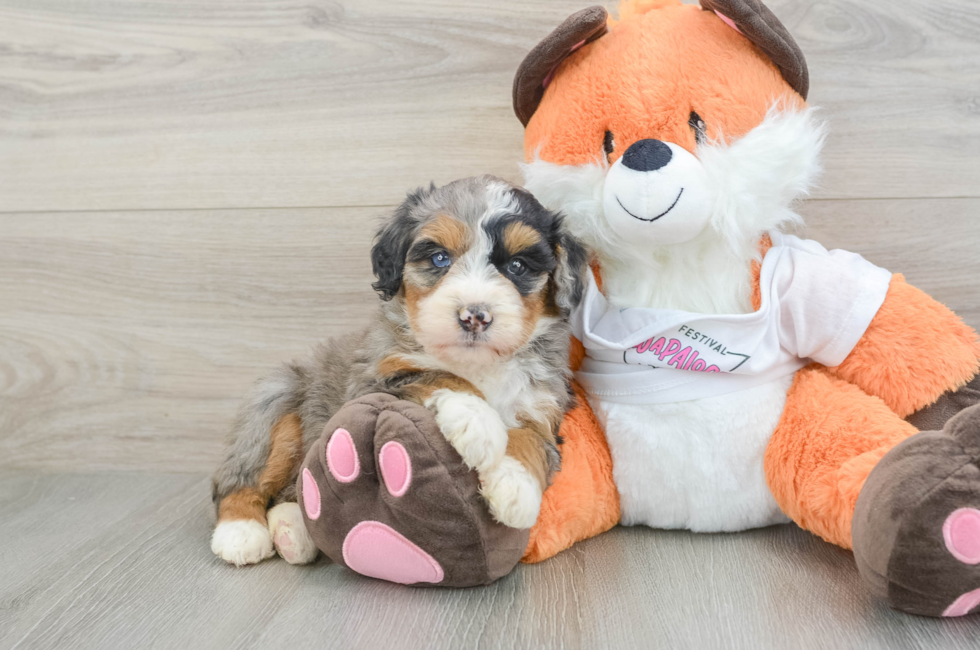 7 week old Mini Bernedoodle Puppy For Sale - Puppy Love PR