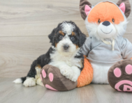 7 week old Mini Bernedoodle Puppy For Sale - Puppy Love PR