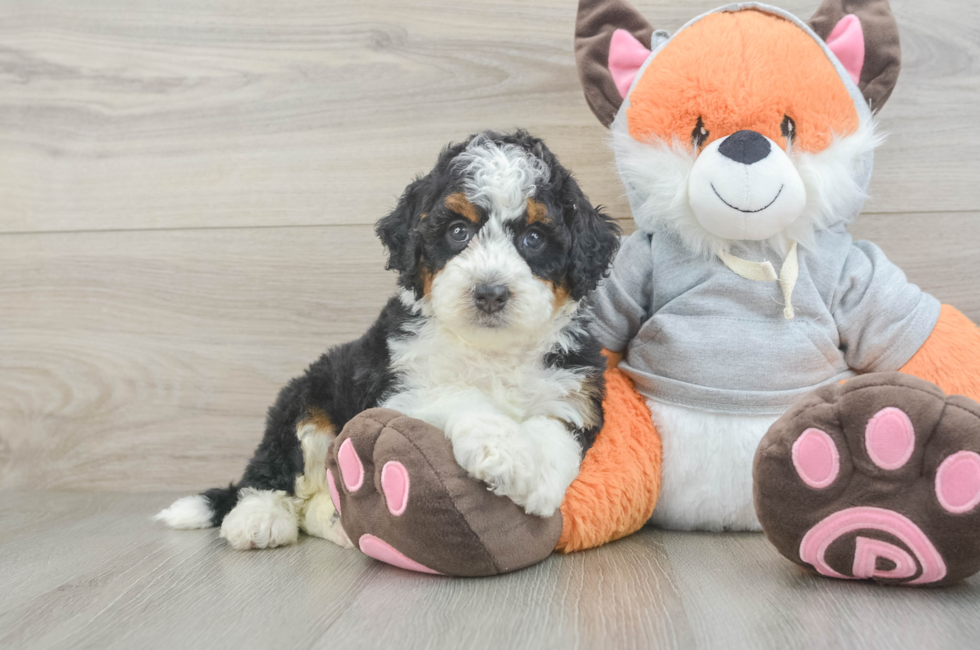 7 week old Mini Bernedoodle Puppy For Sale - Puppy Love PR