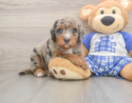6 week old Mini Bernedoodle Puppy For Sale - Puppy Love PR