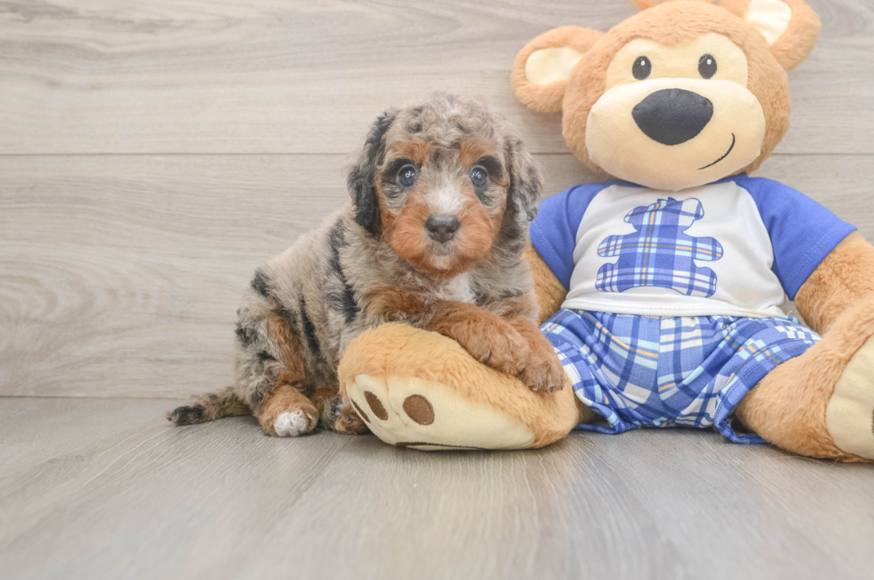 5 week old Mini Bernedoodle Puppy For Sale - Puppy Love PR