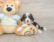 8 week old Mini Bernedoodle Puppy For Sale - Puppy Love PR