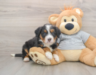 7 week old Mini Bernedoodle Puppy For Sale - Puppy Love PR