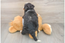 Mini Bernedoodle Puppy for Adoption