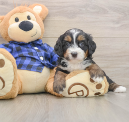 6 week old Mini Bernedoodle Puppy For Sale - Puppy Love PR