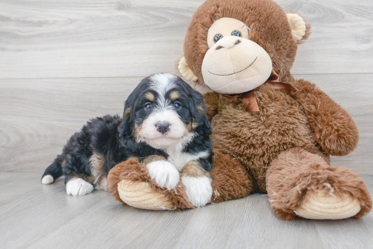 Mini Bernedoodle Puppy for Adoption