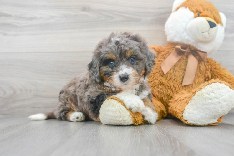 Cute Mini Bernedoodle Poodle Mix Pup