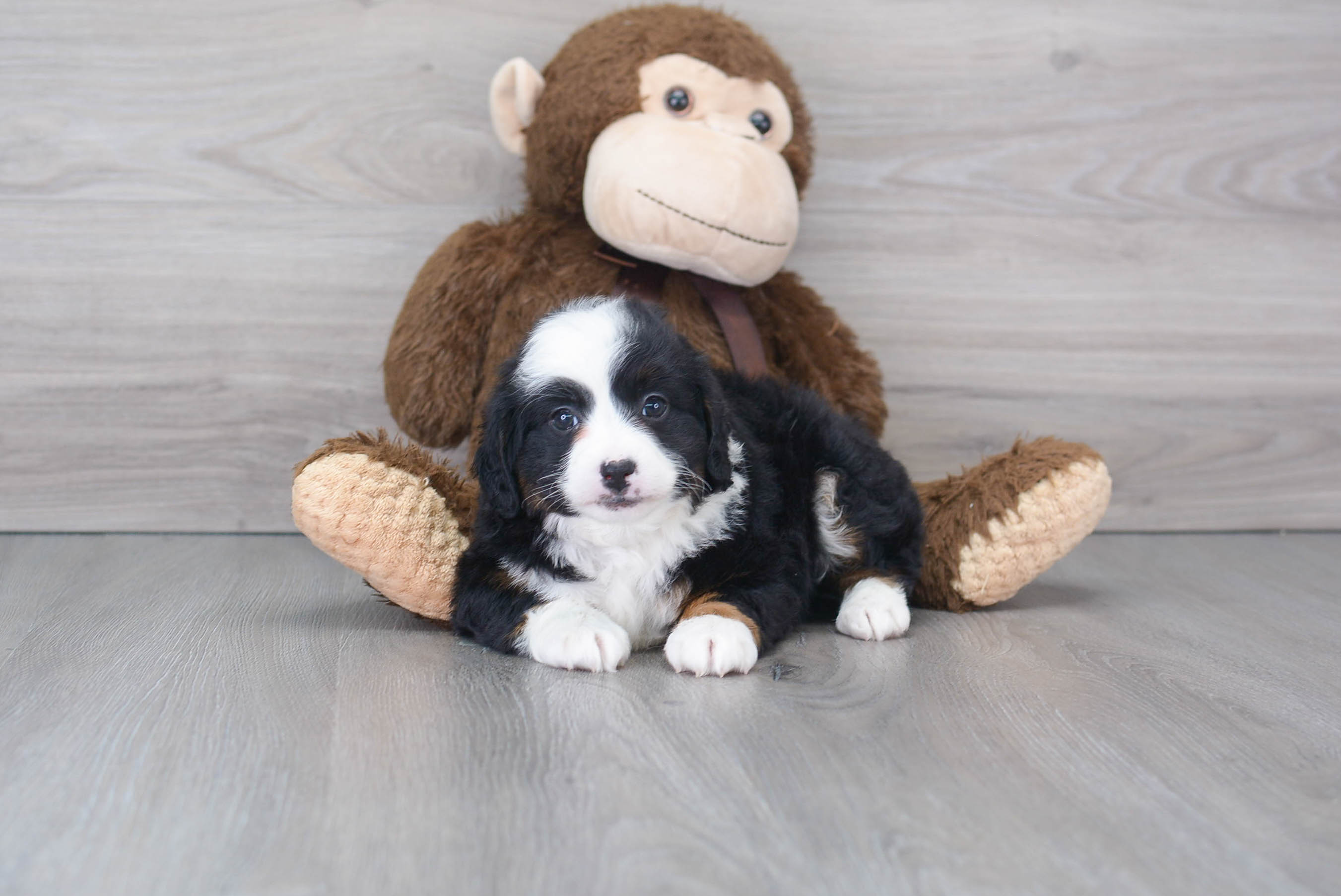 Cute Bernadoodle Poodle Mix Puppy