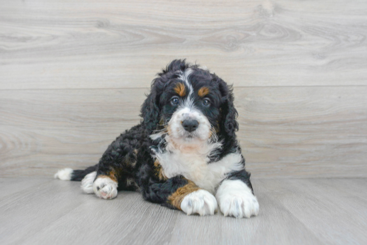 Meet Sasha - our Mini Bernedoodle Puppy Photo 1/3 - Puppy Love PR Mini Bernedoodle Puppy for Adoption