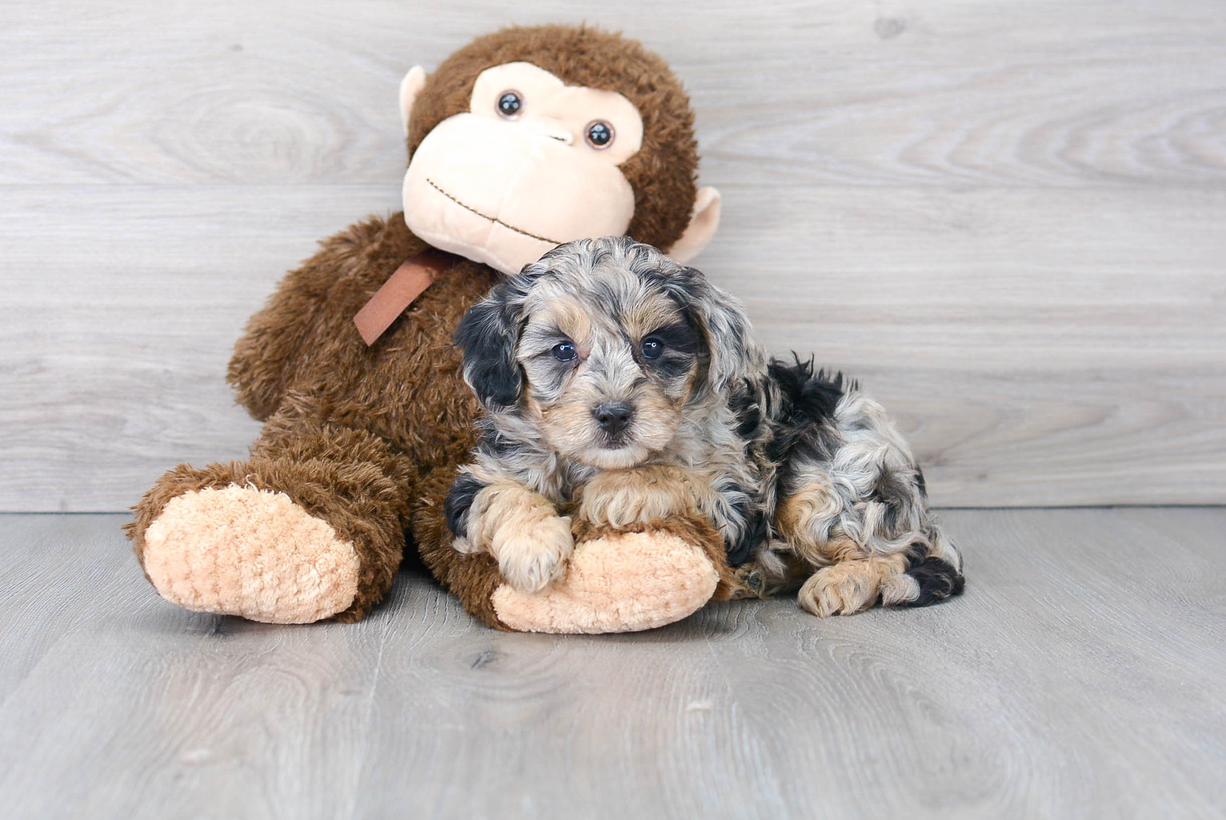 Cute Mini Bernedoodle Baby